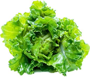 Cabbage