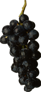 Grapes